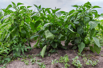 Bushes of bell pepper with green unripe fruits on field