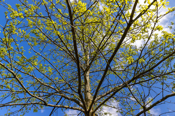 the first foliage of an oak tree against the blue sky, new foliage on oak trees in the spring season, sunny weather in the forest with new foliage on deciduous trees