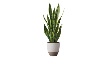Tall green snake plant sansevieria trifasciata in a modern white and brown ceramic pot