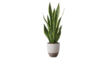 Tall green snake plant sansevieria trifasciata in a modern white and brown ceramic pot