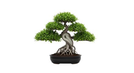 A beautifully sculpted green bonsai tree with exposed roots in a dark pot showcasing its artistic form and natural beauty