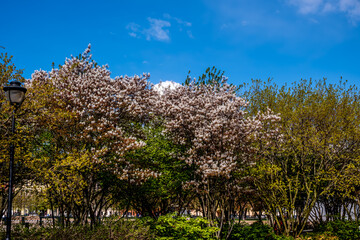 Fototapeta premium Flowering trees in the park in summer.