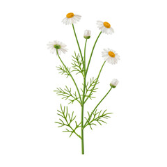 Chamomile flower with leaves and foliage on stem. Vector realistic, isolated herbal design of florist bouquet arrangement. Flourishing buds and greenery of summer or spring, branches of grass