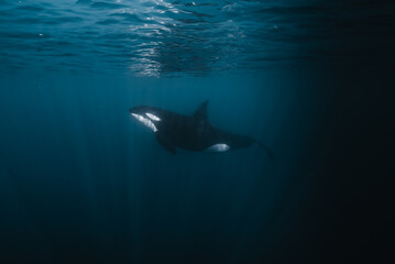 View of a majestic orca whale gracefully gliding through the deep blue waters, sunlight filtering from the surface, creating an ethereal scene, La Ventana, Baja California Sur, Mexico.