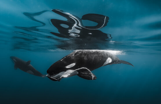 View of sleek orca whales gliding through the crystal-clear turquoise water, their black and white markings contrasting with the underwater light, La Ventana, Baja California Sur, Mexico.