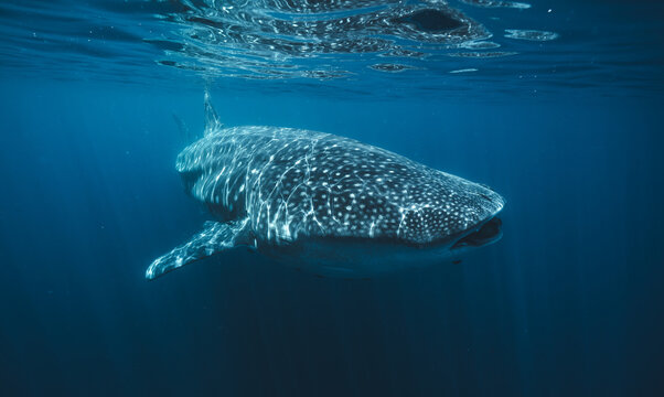 View of a whale shark swimming gracefully beneath the ocean surface, its spotted skin contrasting with the deep blue water, La Ventana, Baja California Sur, Mexico.
