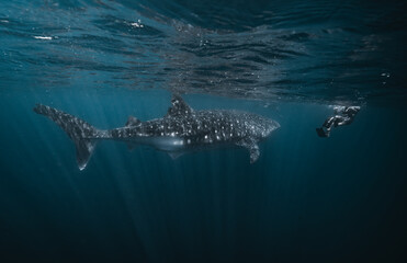 View of a whale shark swimming in the deep blue sea with a diver in the background, sun rays piercing through the surface, La Ventana, Baja California Sur, Mexico.