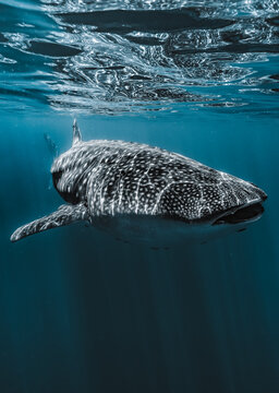 View of a gentle giant, a whale shark patterned with bright spots, glides beneath the shimmering, sun-dappled surface, La Ventana, Baja California Sur, Mexico.