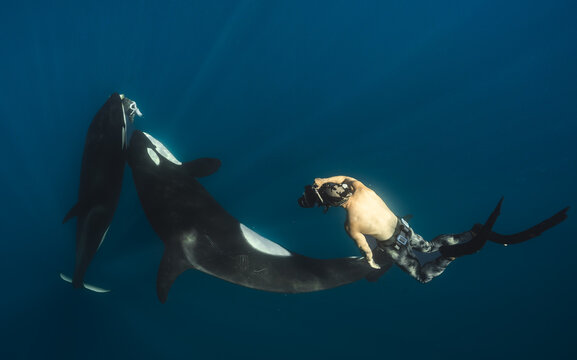 View of a diver interacting with orcas in the deep blue sea, a dance of giants under the sun's rays, a moment of connection, La Ventana, Baja California Sur, Mexico.