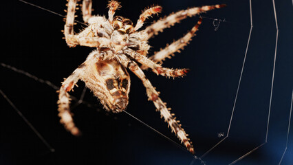 Macro close up spider on a web