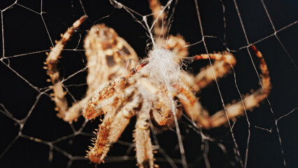 Macro close up spider on a web