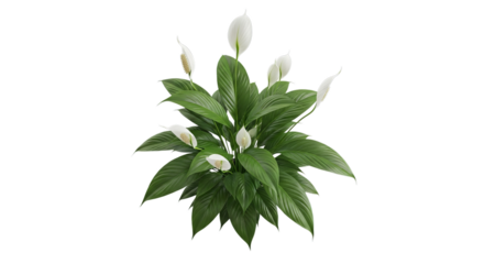 A beautiful green peace lily plant with many white blooms and lush leaves in a natural setting showcasing its delicate beauty and purity