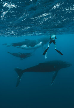 View of a lone diver suspended in deep blue waters, gazing upon majestic humpback whales gliding beneath the surface, Moorea-Maiao, Windward Islands, French Polynesia.