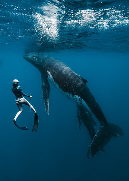 View of the awe-inspiring dance of a diver with a majestic whale under the vast blue ocean, sunlight filtering through the surface, Moorea-Maiao, Windward Islands, French Polynesia.
