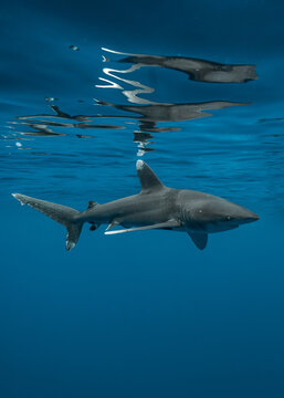 View of a shark swimming gracefully in the deep blue ocean, its sleek body contrasting with the shimmering surface, Moorea-Maiao, Windward Islands, French Polynesia.