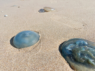 Translucent jellyfish lie stranded on the sandy shore of the North Sea. A powerful visual metaphor for ecosystem fragility and the urgent consequences of climate change on marine life.