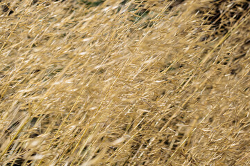 Grass dried to the state of straw