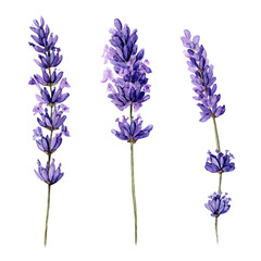 An EPS painting design, Vector illustration set, My Watercolor illustration, lavender sprigs from an angle painting isolated on a white background © Zizak