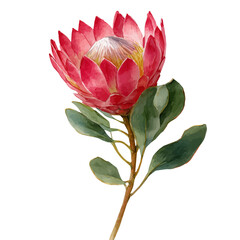 My Watercolor design, protea flower in diagonal angle painting isolated on a white background, illustration, AI painting design, vector set, eps format design