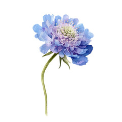 Fototapeta premium Painting of Scabiosa flower painting isolated on a white background, an EPS painting design, a Vector illustration set, and My Watercolor illustration