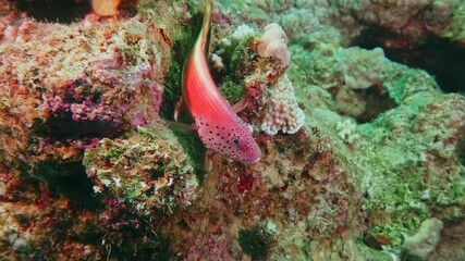 Close up underwater footage of a vibrant, spotted hawkfish likely a Arc Eye Hawkfish or similar speciel perched among colorful coral and marine life in a healthy tropical reef ecosystem.