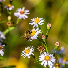 Obraz premium Honeybee on wildflowers