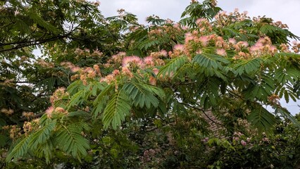 Persian silk tree with pink blooming, London
