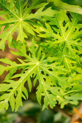 Vibrant Green Papaya Leaves Close-Up, Vibrant Green Papaya Leaf Natural Background