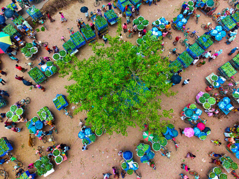 Chapai Nawabganj, Bangladesh - 13 June 2023: Aerial view of a vibrant mango market bustling with activity, carts laden with green mangoes surrounding a lush tree.