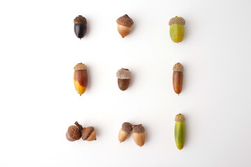 Minimalistic acorn collection on white background, perfect for eco product packaging, sustainable...