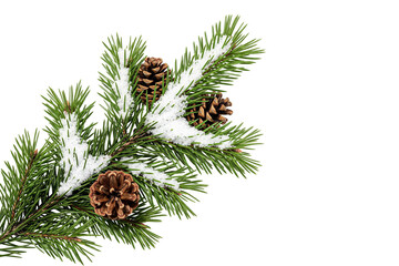 pine branch with cone isolated on white