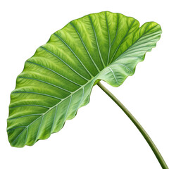 A single large vibrant green elephant ear leaf with prominent veins and wavy edges isolated on transparent background