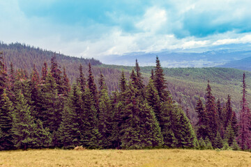 landscape of a Carpathians mountains