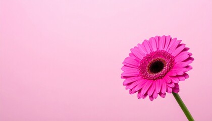 Pink gerbera daisy on light pink background &mdash; radiant simplicity with soft emotional contrast.