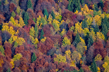 Beautiful orange and red autumn forest
