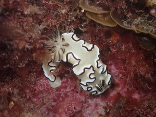 Black-margined Nudibranch (Doriprismatica atromarginata)