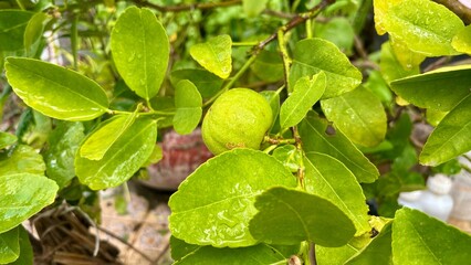 Fresh lemons on a tree planted in the garden