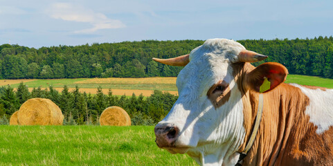 Kuh vor Strohballen