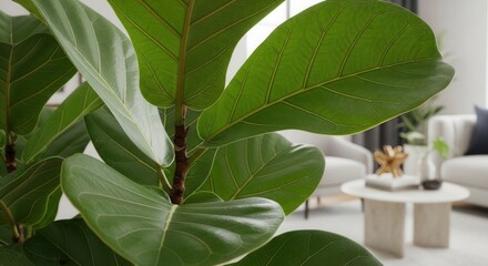 Fiddle leaf fig plant in a bright, modern living room brings a touch of nature