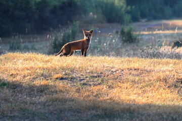 Red fox is monitoring approaching hikers in a meadow