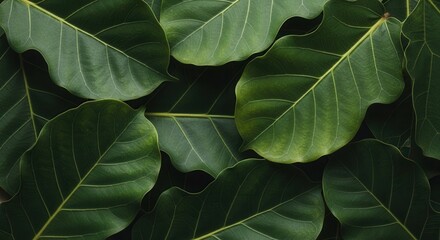 Obraz premium Lush Green Fiddle Leaf Fig Leaves Close Up for Natural and Botanical Background