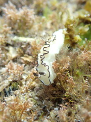 Black-margined Nudibranch (Doriprismatica atromarginata)