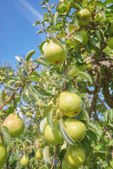 Ripe pears on a tree, selective focus.