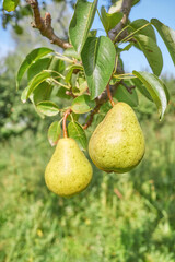 Ripe pears on a tree, selective focus.