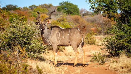 Majestic antelope in African savanna