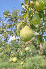 Ripe pears on a tree, selective focus.