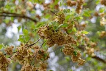 dried flowers among green leaves on branches