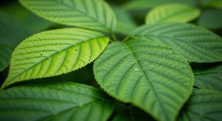 Close-up Vibrant Green Leaves with Detailed Veins Texture and Lush Foliage Displaying Natural