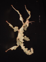 Spiny Leaf Insect (Extatosoma tiaratum) Juvenile