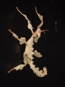 Spiny Leaf Insect (Extatosoma tiaratum) Juvenile